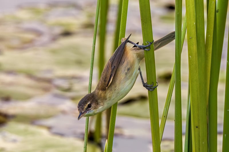 Mermaid Pond