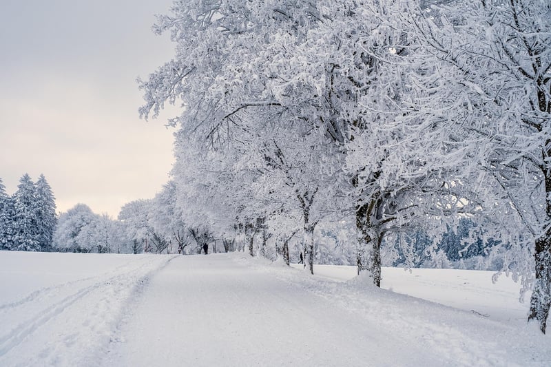 Arctic Tundra